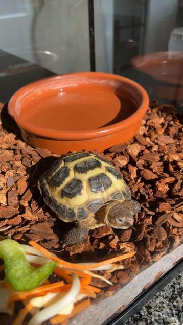 Te koop Russische landschildpad 3 jaar oud met terrarium     beschikbaar voor biedingen