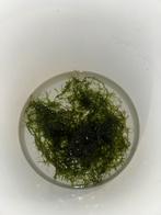Portie aquariummos, Ophalen, Plant(en), Steen of Hout