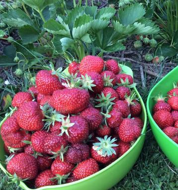 Aardbei planten disponible aux enchères