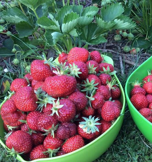 Aardbei planten, Jardin & Terrasse, Plantes | Jardin, Bisannuelle, Plantes fruitières, Plein soleil, Printemps, Enlèvement