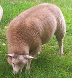 schaap bok lam dekbok ram, Dieren en Toebehoren, Schapen, Geiten en Varkens, Mannelijk, Schaap, 0 tot 2 jaar