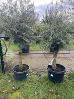 ‼️olijfbomen olea europaea aan stuntprijzen ‼️, Tuin en Terras, Planten | Bomen, Ophalen