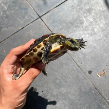 Chinese streepschildpad (1 jaar oud) – ongeveer 10 cm beschikbaar voor biedingen