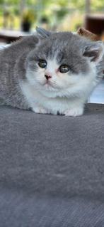Kitten poes, Dieren en Toebehoren, Katten en Kittens | Raskatten | Korthaar, Poes