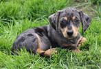 Teckel pup Merle korthaar, België, CDV (hondenziekte), 8 tot 15 weken, Korthaar