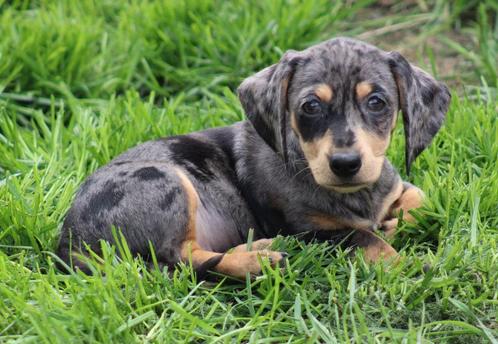Teckel pup Merle korthaar, Dieren en Toebehoren, Honden | Teckels en Dashonden, Teef, Korthaar, Dwerg, Fokker | Professioneel
