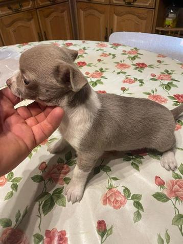 chihuahua pups t.cup & mini raszuiver zeer mooie ! kleintjes beschikbaar voor biedingen