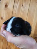 Prachtig nederlands dwerg hangoortje met blauwe oogjes, Dieren en Toebehoren, Konijnen