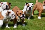 Engelse Bulldog pups te koop, Dieren en Toebehoren, Honden | Bulldogs, Pinschers en Molossers, 15 weken tot 1 jaar, Buitenland