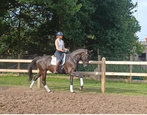 Veelbelovend dressuurpaard met sterke bloedlijn, Dieren en Toebehoren, Paarden, Merrie, Zadelmak