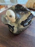 Fossiel - sylex met zeeegel, Verzamelen, Ophalen of Verzenden, Fossiel