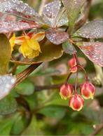 Japanse zuurbes / berberis thunbergii grote struik!, Tuin en Terras, Planten | Bomen, Ophalen, Lente, Bolboom, Minder dan 100 cm