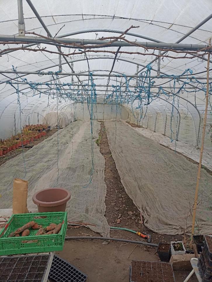 Serre tunnel, Jardin & Terrasse, Serres, Utilisé, Serre, Aluminium, Film, Enlèvement