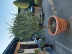 Olijfboom 150 cm., Tuin en Terras, Ophalen, Olijfboom