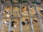 Goudhamsters, Dieren en Toebehoren, Meerdere dieren, Hamster