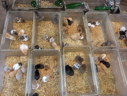 Goudhamsters, Animaux & Accessoires, Rongeurs, Plusieurs animaux, Hamster