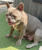Franse bulldog “isabella new shade teefje”, België, Fokker | Hobbymatig, Teef, Eén hond