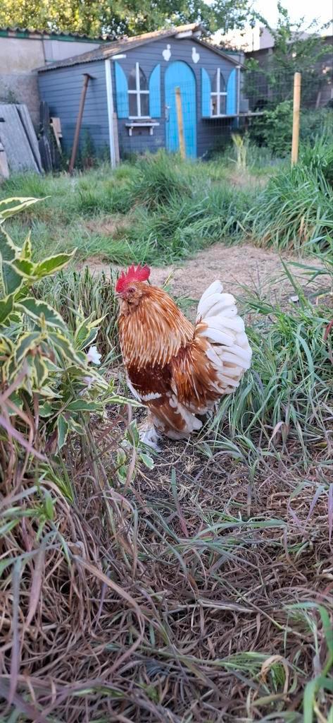 Ukkelse baardkriel haan, Dieren en Toebehoren, Pluimvee
