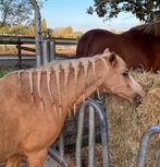 Pony gewenning (rijden en verzorgen), Dieren en Toebehoren, Paarden