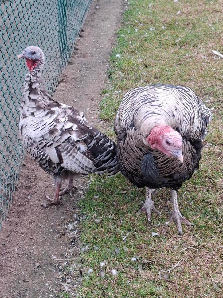 Narragansett kalkoenen koppel  volwassen, Dieren en Toebehoren, Pluimvee, Kalkoen, Meerdere dieren
