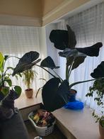 Hele grote olifantsoor plant, alocasia, Huis en Inrichting, Kamerplanten, Ophalen