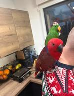 Couple eclectus avec cage, Enlèvement ou Envoi