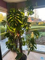 Monstera variegata, Huis en Inrichting, Ophalen, In pot