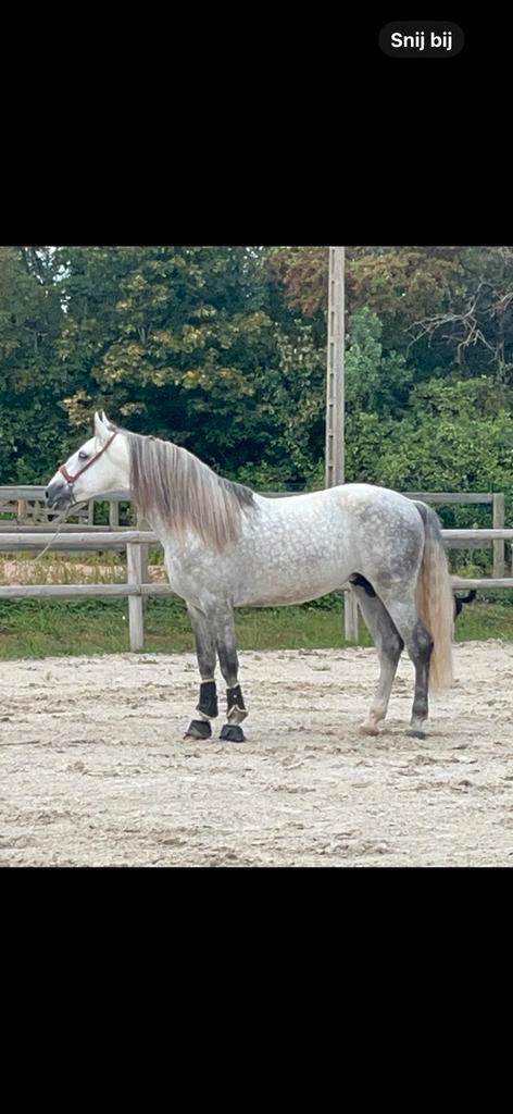 Apto gekeurde pre, Dieren en Toebehoren, Paarden, Hengst