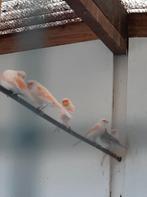 Kanarie rood mozaïek man, Dieren en Toebehoren, Mannelijk, Kleurkanarie