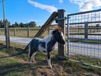 Pony veulen merrie, Dieren en Toebehoren