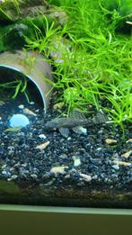 Ancistrus jongen, Poisson, Poisson d'eau douce