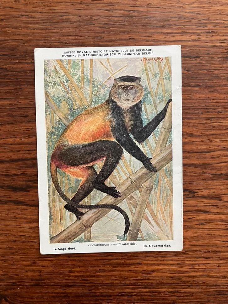 Beschermde zoogdieren in Belgisch Congo nr. 8, Verzamelen, Postkaarten | Dieren, Ongelopen, 1940 tot 1960, Wild dier, Ophalen of Verzenden