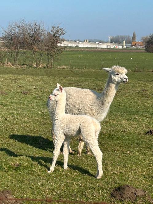 Mooie drachtige alpaca merrie met merrie veulen !, Dieren en Toebehoren, Overige Dieren, Vrouwelijk