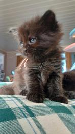 Lieve kittens zoeken gouden mandje, Dieren en Toebehoren, Poes, Gechipt, 0 tot 2 jaar