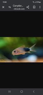 Corydoras similis, Dieren en Toebehoren, Vissen | Aquariumvissen