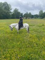 Lieve merrie, Dieren en Toebehoren, Minder dan 160 cm, Zadelmak, 7 tot 10 jaar, Recreatiepaard