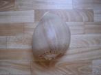 Lot de coquillage, Ophalen, Schelp(en)