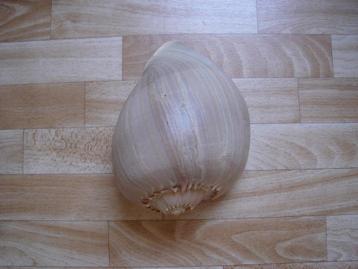 Lot de coquillage beschikbaar voor biedingen