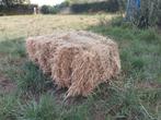 Kleine balen hooi te koop. 1ste snede 2025., Dieren en Toebehoren