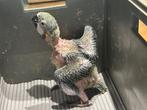️️️️️️️️❤️❤️️️️️ Tamme baby blauwgele ara van 5 weken oud, Dieren en Toebehoren, Vogels | Parkieten en Papegaaien, Geslacht onbekend