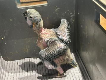 ️️️️️️️️❤️❤️️️️️ Tamme baby blauwgele ara van 5 weken oud beschikbaar voor biedingen