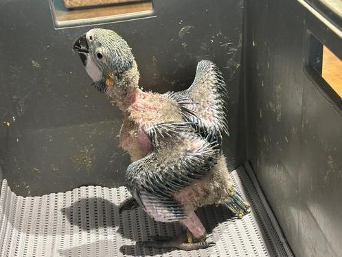 ️️️️️️️️❤️❤️️️️️ Tamme baby blauwgele ara van 5 weken oud, Dieren en Toebehoren, Vogels | Parkieten en Papegaaien, Papegaai, Geslacht onbekend