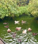 Hollandse kwakers, Dieren en Toebehoren, Meerdere dieren, Eend