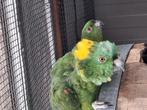 Koppel geelnek amazones