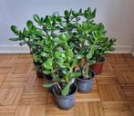 Crassula ovata / jadeplant / geldboom / vetplant 25 cm hoog, Groene kamerplant, Ophalen, Vetplant, Minder dan 100 cm