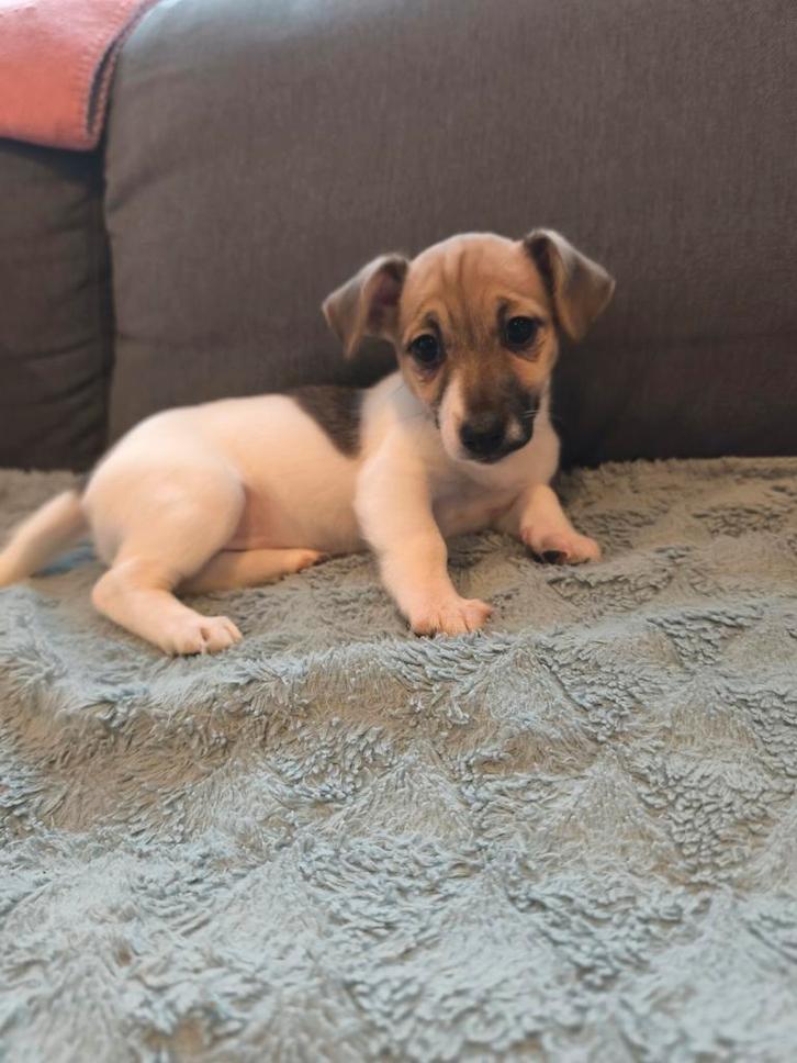 Mooi klein Jack Russell teefje, Animaux & Accessoires, Chiens | Jack Russell & Terriers, Chienne, Jack Russel Terrier, Éleveur | Loisir