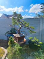 startplant bonsai juniperus, Ophalen