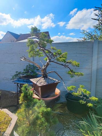 startplant bonsai juniperus beschikbaar voor biedingen
