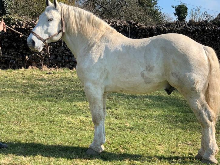 Étalons Percherons - Saison de Monte 2026, Animaux & Accessoires, Chevaux & Poneys | Étalons & Juments poulinières, Étalon