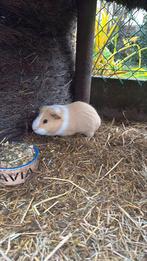 Te koop beertje, Dieren en Toebehoren, Knaagdieren, April, Mannelijk, Cavia